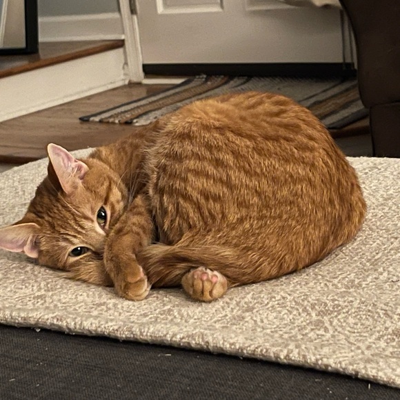 Meet your Posher, Jess - Picture 3 of 16